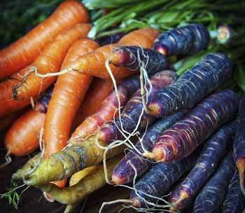 carrots_variety_350x304