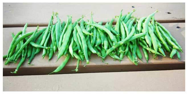 green_beans_health_benefits_2_660x330