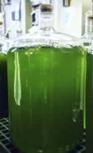 microalgae_probiotics_183x300