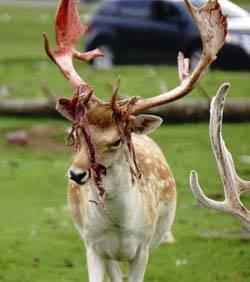 deer_velvet_antler_250x282