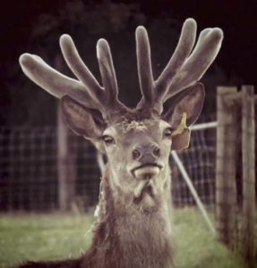 deer_velvet_antler_500x523