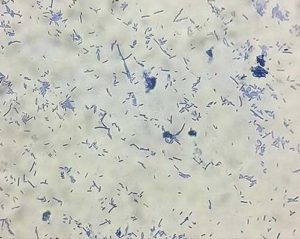 lactobacillus_500x399