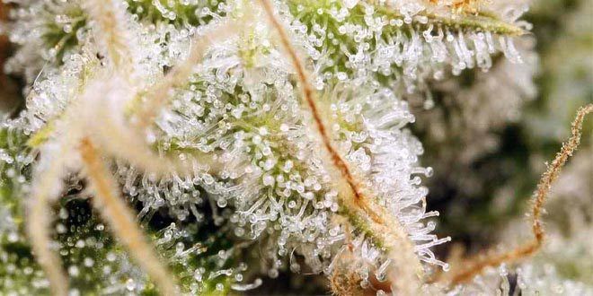 thc-closeup-660x330