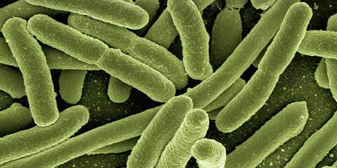 Bifidobacterium-Lactis-660x330