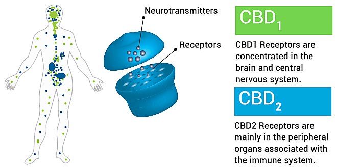 endocannabinoid-system-graphic-explained-660x330