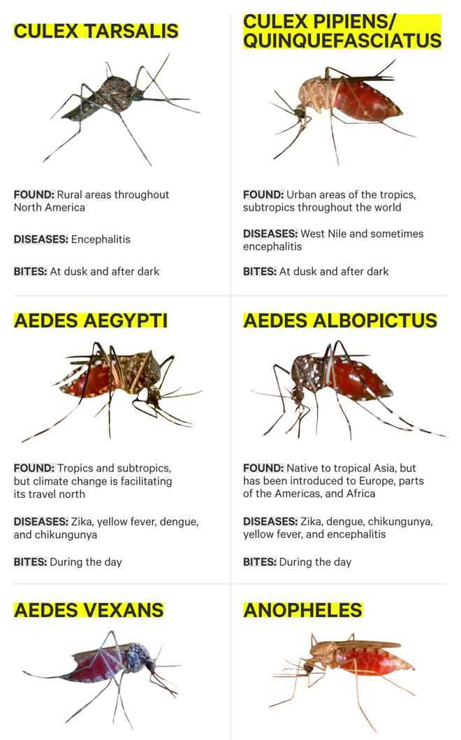 mosquito-zika-virus-transmitters