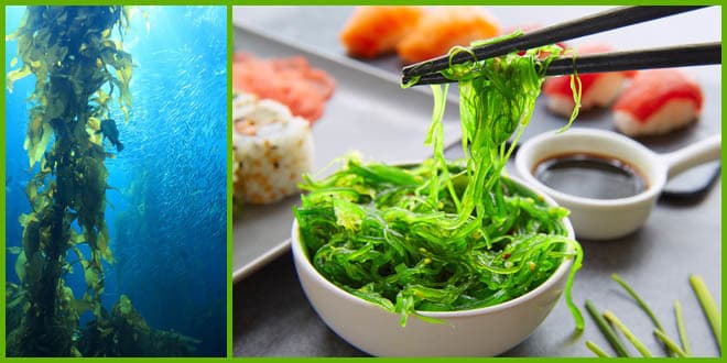 Featured visual summarizing evidence-based guidance related to Seaweed Eating Producing Worth Worthy Health Benefits.