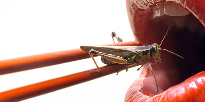 Entomophagy: The Food of the Future | Edible Bugs and Insects