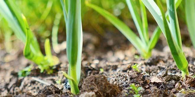 Featured visual summarizing evidence-based guidance related to 2016 Easy Health Tips of Eating Vegetables Combined.