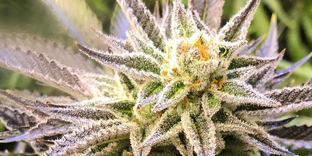 Medical Marijuana: A Plant as Medicine