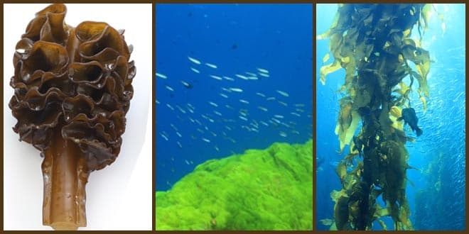 Featured visual summarizing evidence-based guidance related to Fucoxanthin: Health Benefits and Side Effects Revealed.