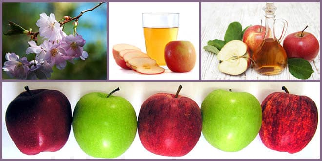 Featured visual summarizing evidence-based guidance related to Apple: The Forbidden Fruit or a Healthy Miracle for Humans.