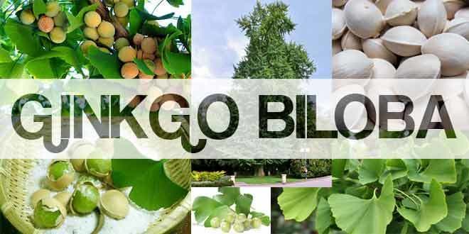 Ginkgo Biloba Benefits, Uses and Side Effects 2016 Guide - Food & Nutrition