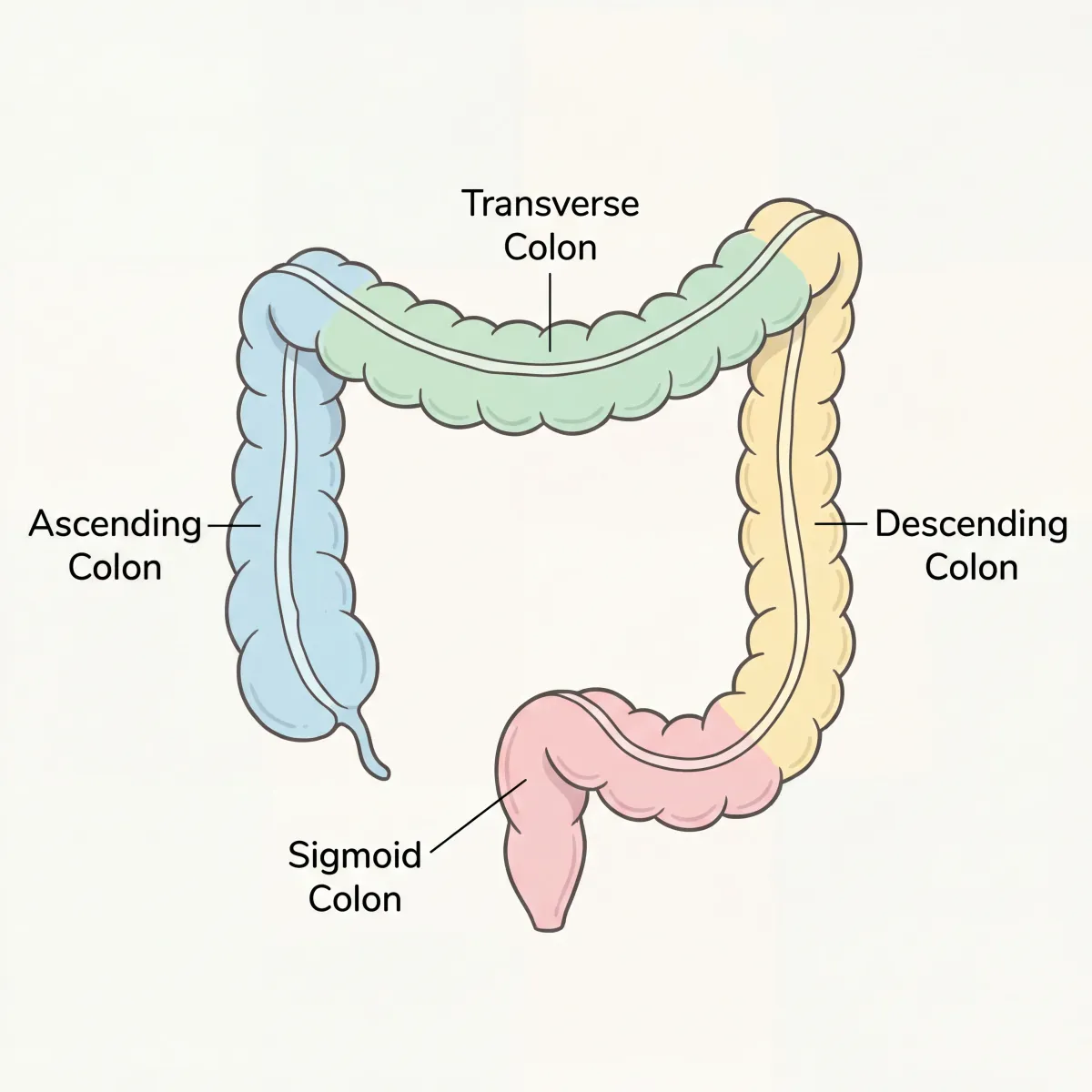 Illustrated diagram of the four sections of the human colon showing ascending, transverse, descending, and sigmoid regions
