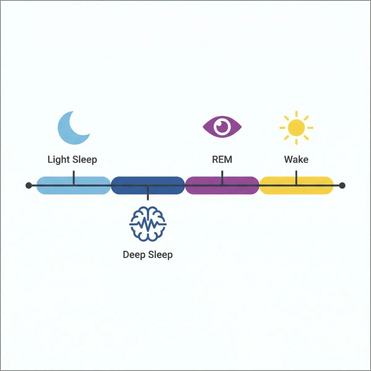 Infographic-style timeline showing repeating sleep stages across an overnight sleep period